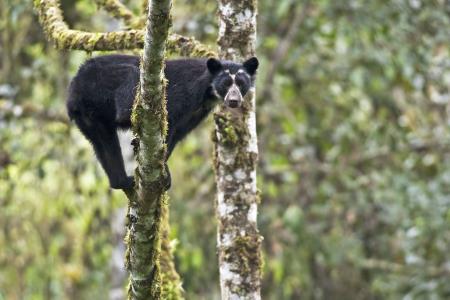 Foto arhiv 15. FGF_Film_The Secret Life of the Andean Bear